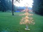 mediumtree2_small.jpg